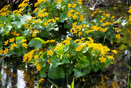 Fototapeta Naklejka Na Ścianę i Meble -  Marsh marigold yellow bushes in the water in the forest