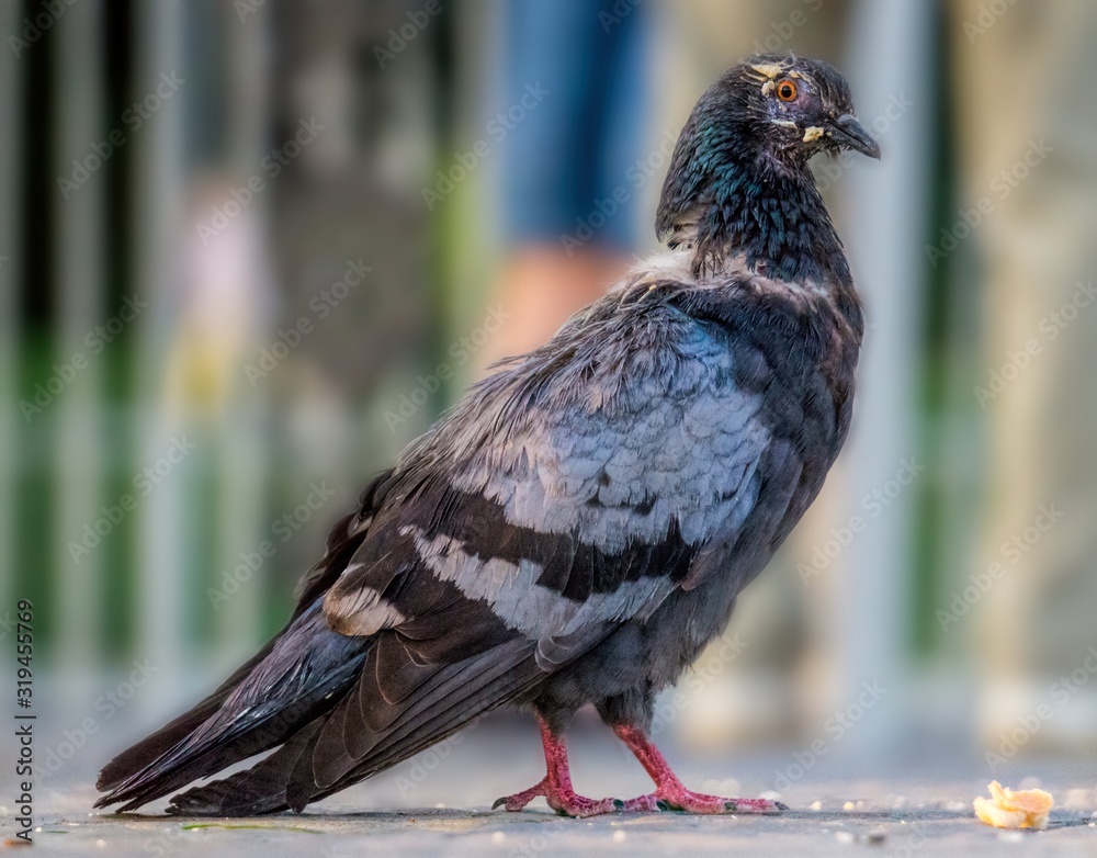 Obraz premium Feeding pigeons on the street. Pedestrians, birds and bread crumbs