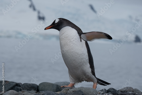 Closeup of a cute Gentoo penguin clumsily walking on a beach at Yankee Harbour  Greenwich Island  South Shetland Islands  Antarctica
