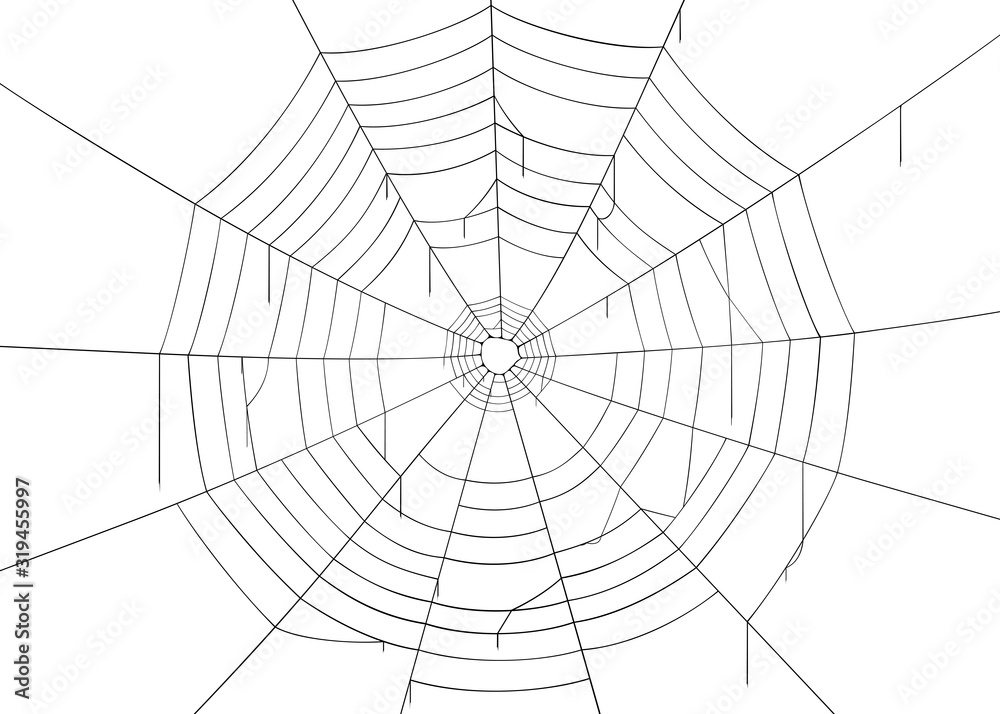 Spider web/cobweb. Isolated on white background, vector illustration, eps 10. 