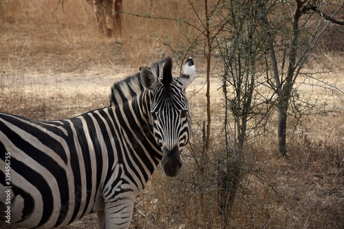 Zebra in Bandia reserve  Senegal 