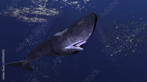 Cachalot sperm whale is chasing group of small school of fish school front view 3d rendering photo