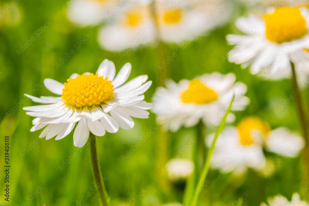 Daisies in garden in spring Daisies in garden in spring