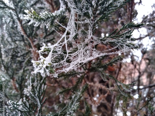 Frozen spiderweb on a Juniper Bush 