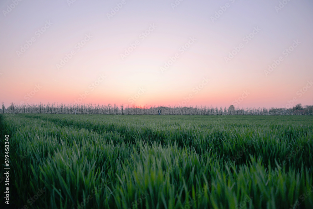 sunset over wheat field