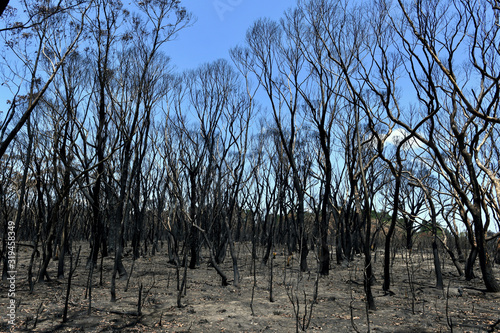 A view of damage done by bushfires in the Blue Mountains at Blackheath