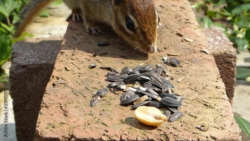 Chipmunk eats seeds and a peanut, then leaves HD