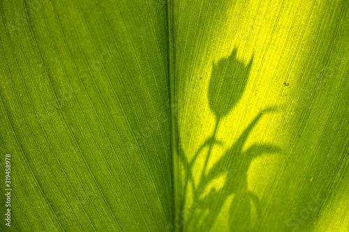 Shadow of a flower on a leaf