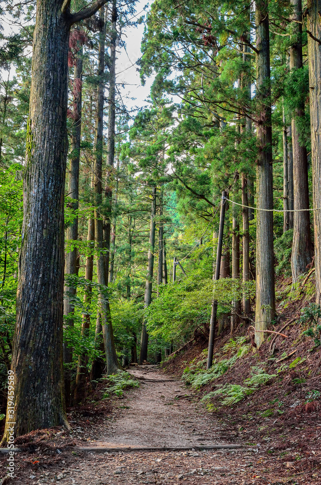 Obraz premium 京都 愛宕山参道