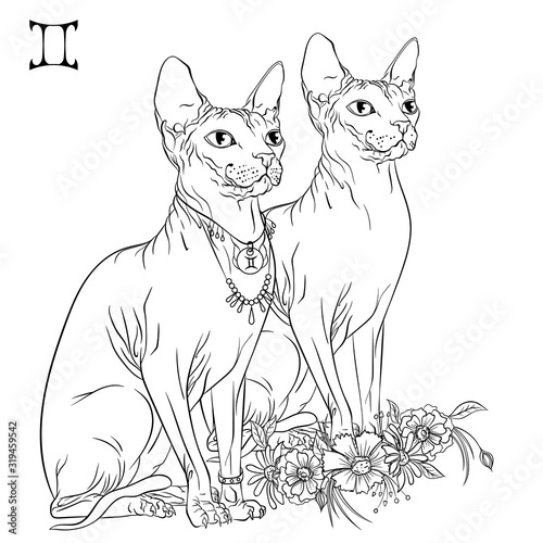 Zodiac. Vector illustration of the astrological sign of Gemini as a Sphynx cat sitting sideways. Line art template suitable for coloring book page. Print isolated on white background