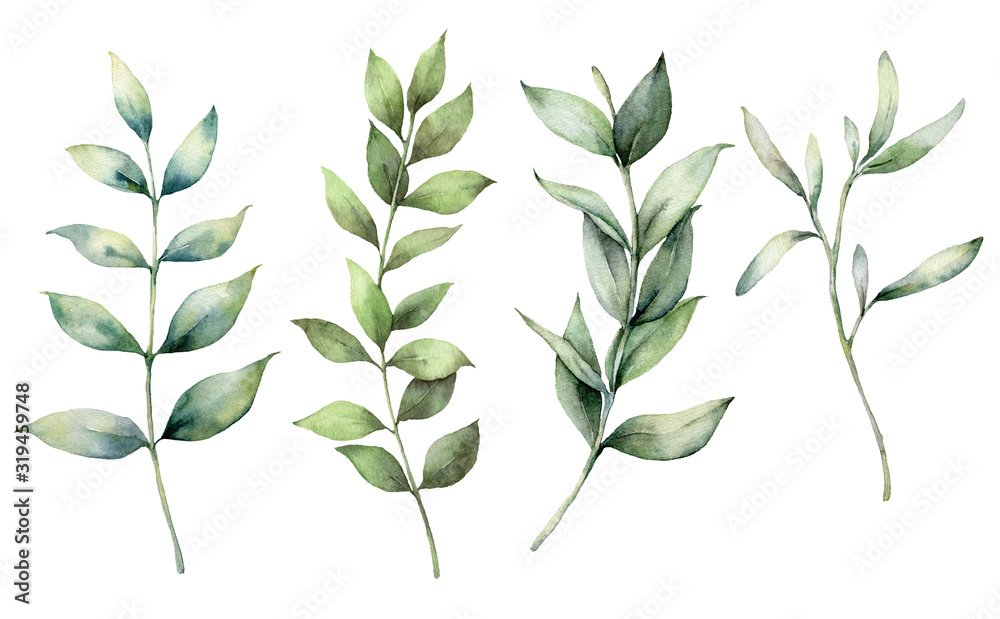 Set of watercolor spring branches. Hand painted eucalyptus thick branches and leaves isolated on a white background. Flower illustration for design, print, fabric, or background. Botanical set. Set of watercolor spring branches. Hand painted eucalyptus thick branches and leaves isolated on a white background. Flower illustration for design, print, fabric, or background. Botanical set.