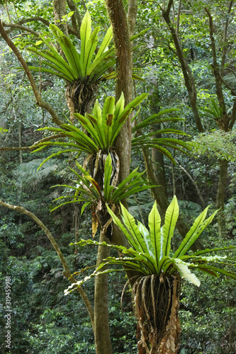 Australia  Minnamurra Rainforest  Buddderoo National park