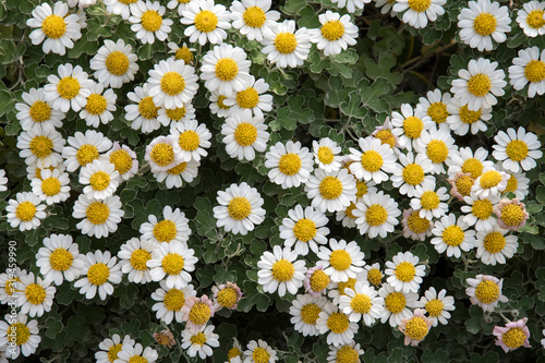Fresh white and yellow daisy flowers in full bloom