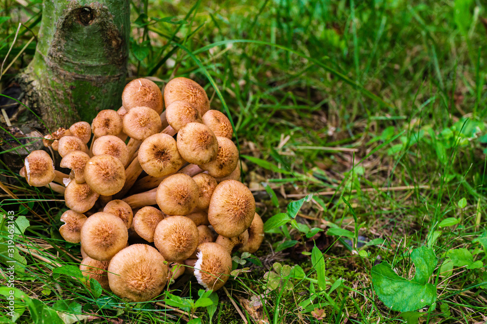 Family of edible mushrooms from large number of mushrooms grows on stump near tree trunk in forest on blurred background of green grass. Selective focus. Close-up. Nature concept for design. Family of edible mushrooms from large number of mushrooms grows on stump near tree trunk in forest on blurred background of green grass. Selective focus. Close-up. Nature concept for design.
