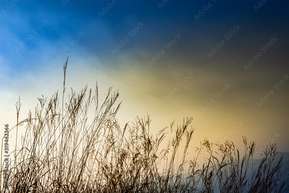 Field of grass on sky background during sunset Field of grass on sky background during sunset