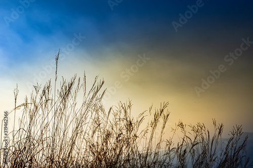 Field of grass on sky background during sunset