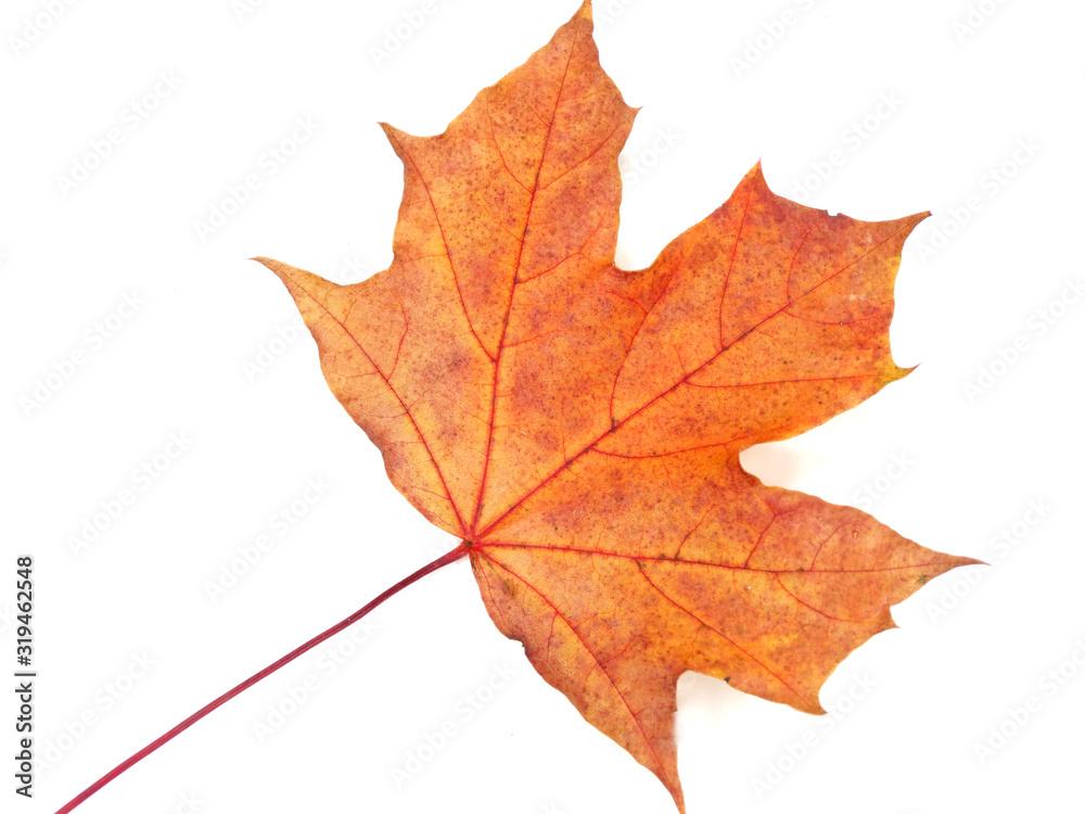 maple leave isolated on white background maple leave isolated on white background