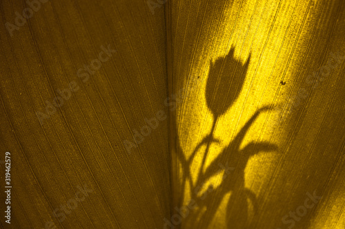 Shadow of a flower