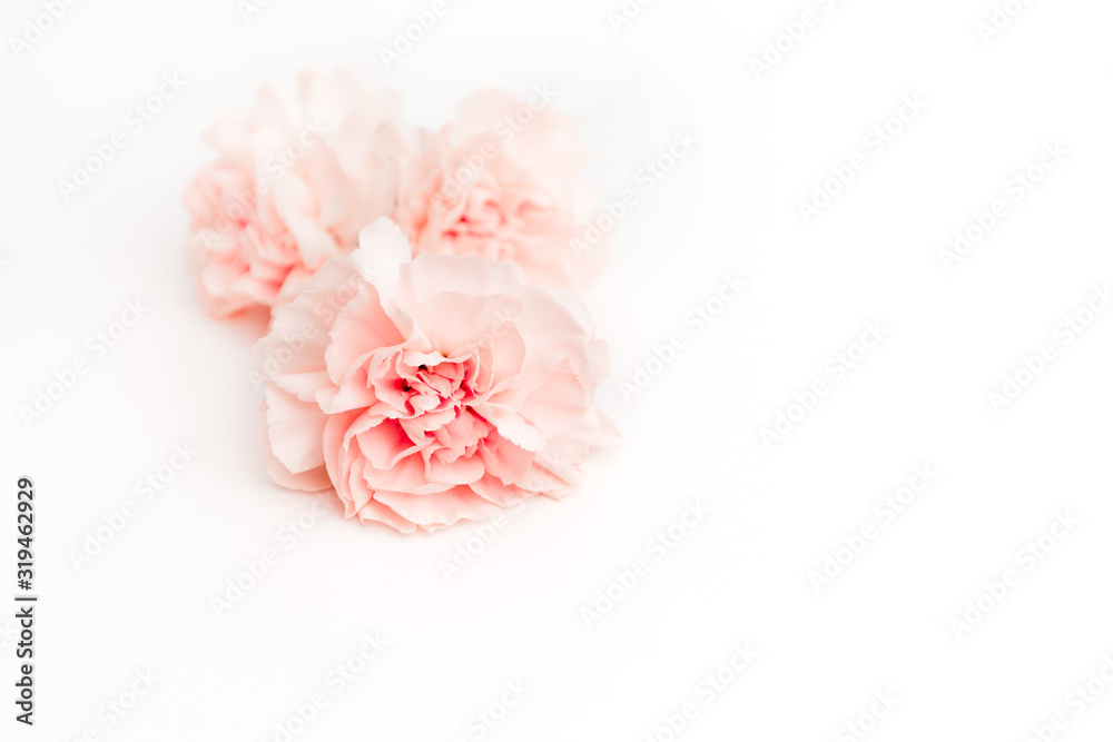 pink large peony, rose or cloves buds on a white background as a blank for advertising text