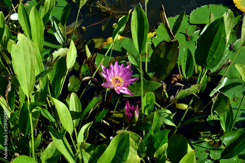 Water Lily flower among green leaves