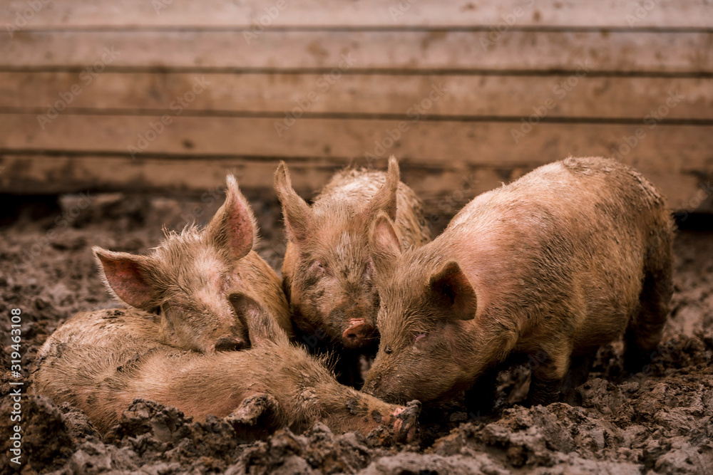 African swine fever virus, ASFV. Three pigs in the mud next to a sick pig African swine fever virus, ASFV. Three pigs in the mud next to a sick pig