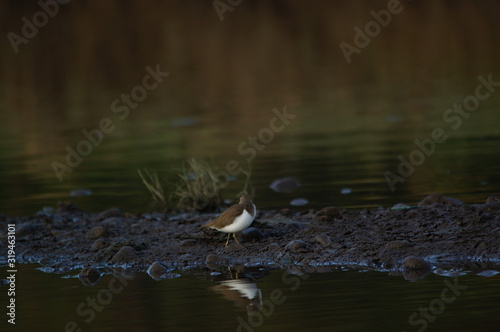 Common Sandpiper is Water bird photo