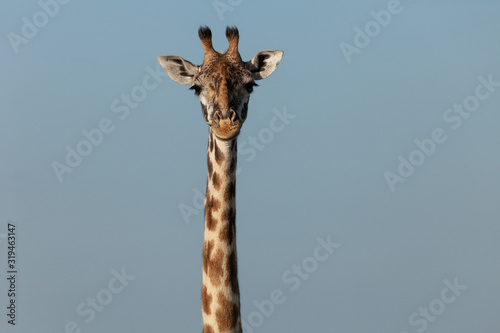 Photography head and neck of a giraffe against the sky