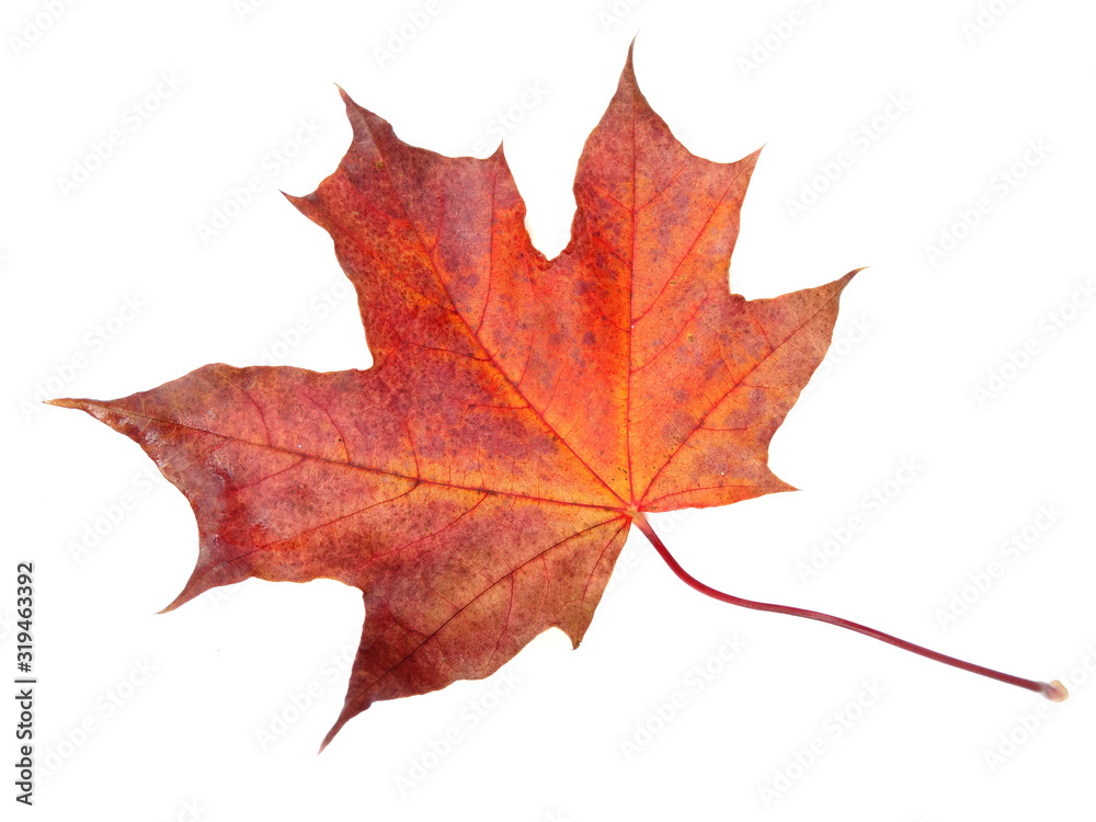 Obraz premium maple leave isolated on white background