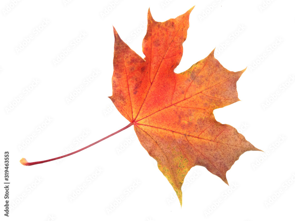 maple leave isolated on white background maple leave isolated on white background
