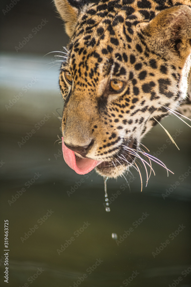 Fototapeta premium Jaguar dribbles