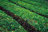 Agricultural landscape. Tea plantations. Azores, Portugal.