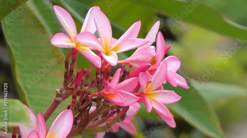 Pink plumeria in Hawaii in 4k slow motion 60fps photo