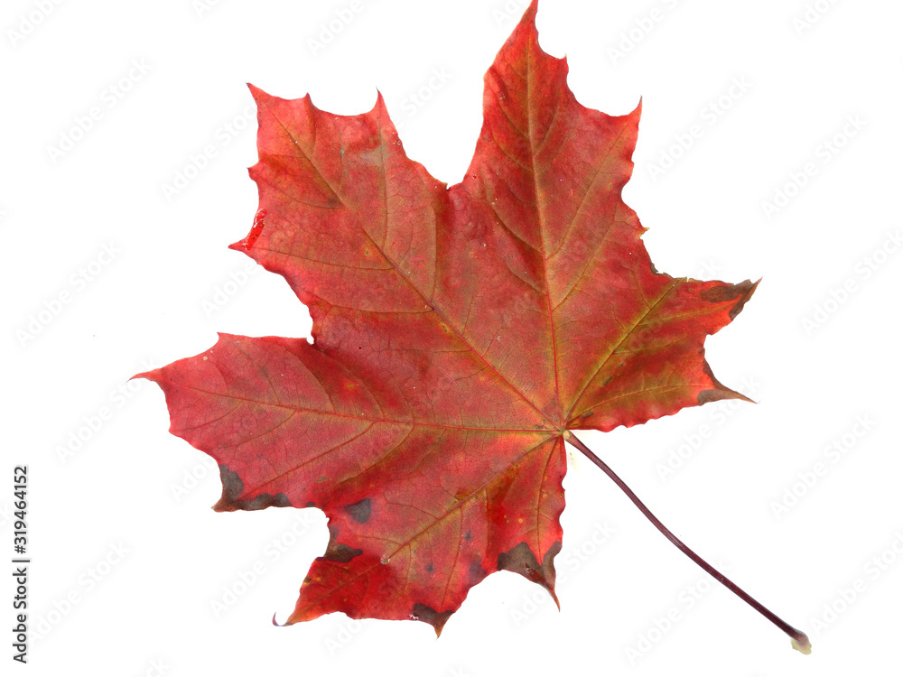 Obraz premium maple leave isolated on white background