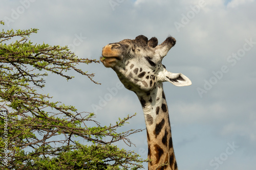 Photography head and neck of a giraffe against the sky