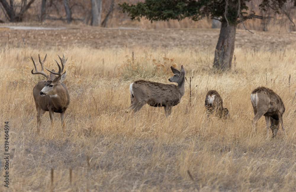 Mule Deer Buck and Does in the Fall Rut Mule Deer Buck and Does in the Fall Rut