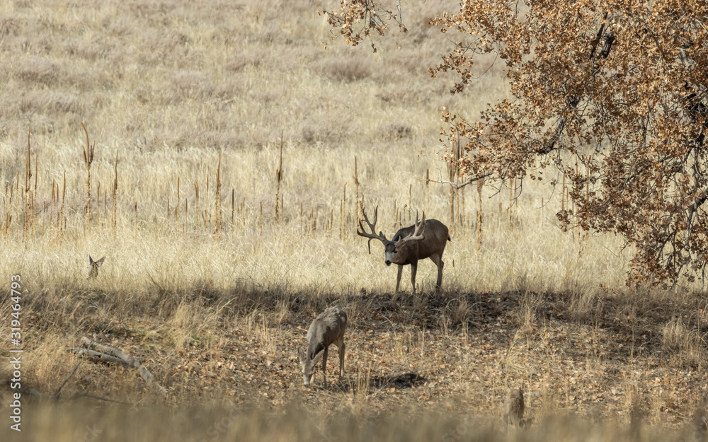 Fototapeta premium Mule Deer Buck and Does in the Fall Rut