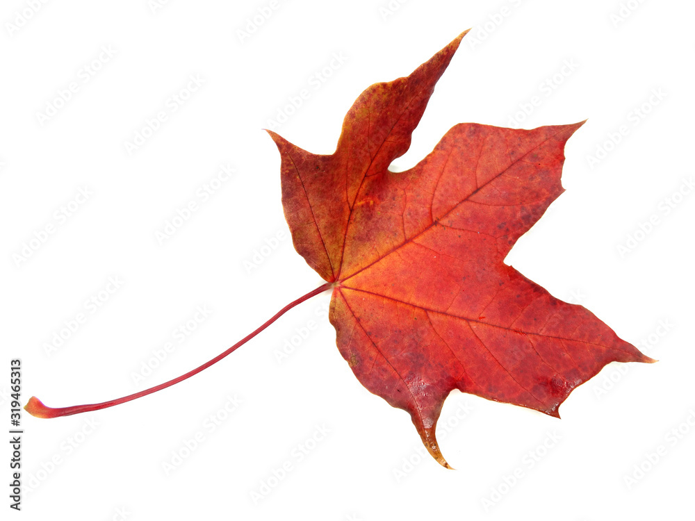 Fototapeta premium maple leave isolated on white background