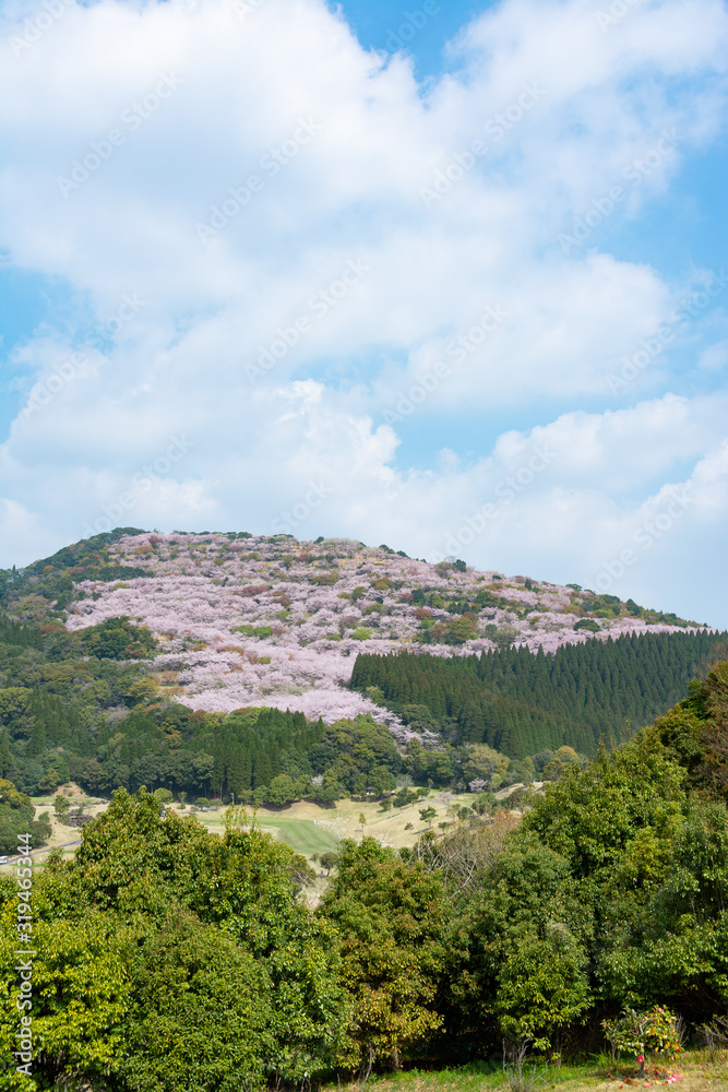花立公園の桜　宮崎