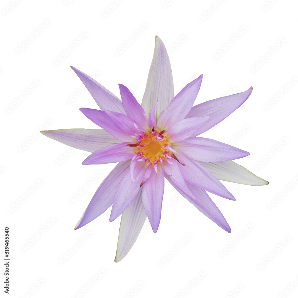 Isolated purple lotus on a white background.