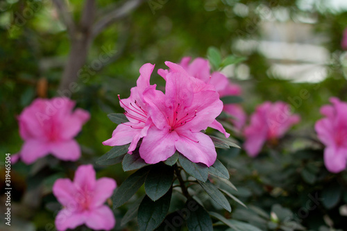 Pink azalea, blossoms, on a background of leaves
