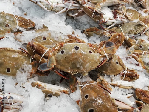 Three-spot crab on Ice heap.