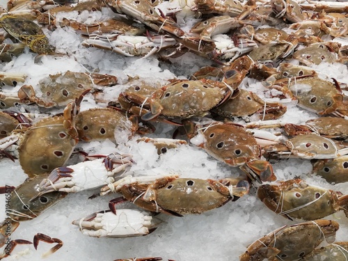 Three-spot crab on Ice heap.