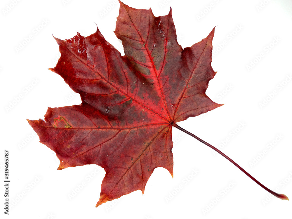maple leave isolated on white background maple leave isolated on white background