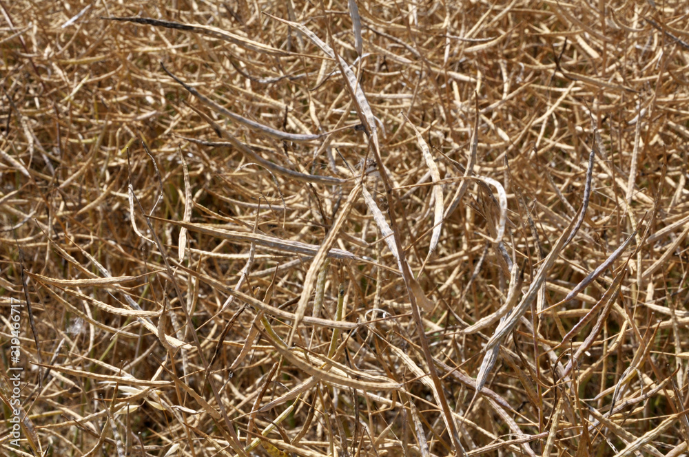 Rape pods ripen on the stems in the field.