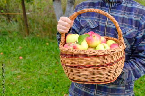 male farmer in a plaid shirt and a cowboy hat holds a wicker basket with a crop of ripe apples