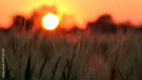 Wheat Ear in Sunset  Agriculture Field  Grains  Cereals  Harvest. Twilight in Village