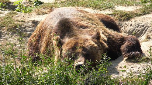 Brown Bear in Forest, Wild Animal Looking in Nature, Grizzly Ursus Arctos Horribilis at Zoo Park