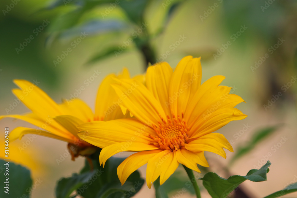 Mexican Sunflower Weed spring time beautiful color with leaves in nature background Mexican Sunflower Weed spring time beautiful color with leaves in nature background