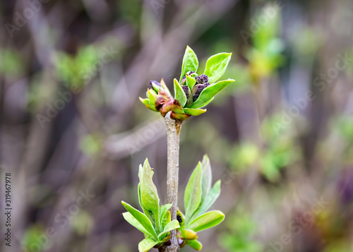 Spring shoots of lilac. Sprout of Syringa vulgaris. photo