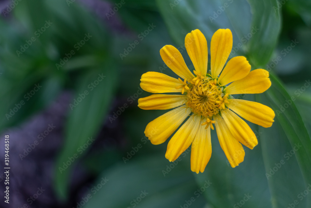 Obraz premium yellow flower